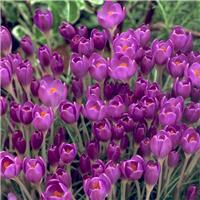 Crocus etruscus Zwanenburg - Pack of 10