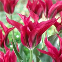 Tulip Doll's Minuet - Pack of 6