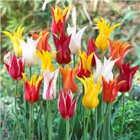 Tulip Lily Flowering Ballerina Ladies - Pack of 25 Bulbs