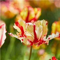 Tulip Flaming Parrot - Pack of 10