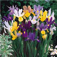 Iris Dutch Mix - Pack of 75 Bulbs