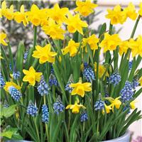 Dipped In Gold Designer Blend - Narcissus & Muscari - Pack of 40 Bulbs