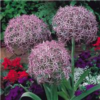 Allium christophii - Star of Persia - Pack of 40 Bulbs