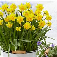 Double Flowering Tete Boucle Dwarf Daffodils - Pack of 8 Bulbs