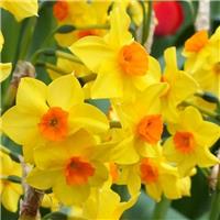 Narcissus Estramadura - Daffodil - Pack of 10