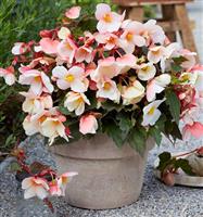 Begonia fortuna Lady Sunset - Pack of Two