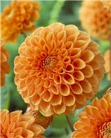 Dahlia Sylvia