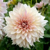 Dahlia Cafe au Lait