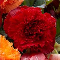 Begonia fimbriata Red