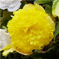 Begonia fimbriata Yellow