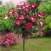 LARGE Standard Rose Tree - OSIRIA