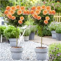LARGE Standard Rose Tree - Pacific