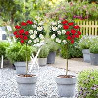 LARGE Standard Rose Tree - Scarlet Edelweiss - Weeping Rose Tree