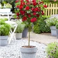 Large Standard Rose Tree - Nina Weibull