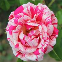 Large Standard Rose Tree - Raspberry Ripple - Papageno Rose Tree