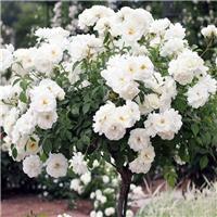 Large Standard Rose Tree - 'Edelweiss' Weeping Rose Tree