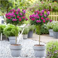 Large Standard Rose Tree - Mileva - Ava
