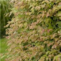 Carpinus Betulus - Hornbeam - Bare Root Hedging 60-80cm - Pack of 12