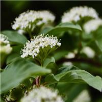 PRE-ORDER: Cornus Sanguinea - Common Dogwood - Bare Root Hedging 40-60cm - Pack of 24