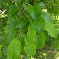 PRE-ORDER: Rhamnus Cathartica - Buckthorn - Bare Root Hedging 60-80cm - Pack of 24