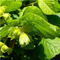 PRE-ORDER: Corylus Avellana - Hazel - Bare Root Hedging 40-60cm - Pack of 24