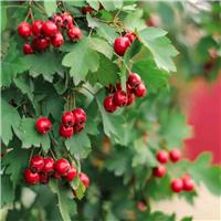 PRE-ORDER: Crataegus Monogyna - Hawthorn - Bare Root Hedging 60-80cm - Pack of 12