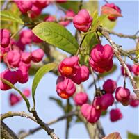 PRE-ORDER: Euonymus Europeaus - Spindle - Bare Root Hedging 60-80cm - Pack of 12