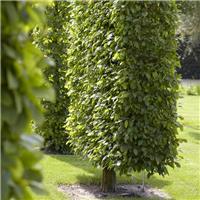 PRE-ORDER: Fagus Sylvatica - Beech - Bare Root Hedging 100-125cm - Pack of 25