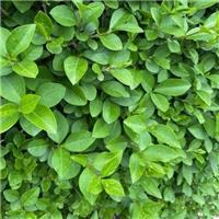 PRE-ORDER: Ligustrum Ovalifolium - Privet - Bare Root Hedging 60-80cm - Pack of 12