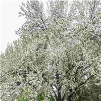 PRE-ORDER: Malus Sylvestris - Crab Apple - Bare Root Hedging 60-80cm - Pack of 24