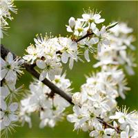PRE-ORDER: Prunus Spinosa - Blackthorn - Bare Root Hedging 40-60cm - Pack of 24