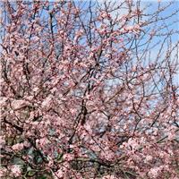 PRE-ORDER: Prunus Cerasifera - Cherry Plum - Bare Root Hedging 60-80cm - Pack of 12