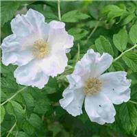PRE-ORDER: Rosa Rugosa 'Alba' - White Ramanus Rose - Bare Root Hedging 60-80cm - Pack of 12