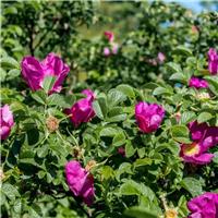 PRE-ORDER: Rosa Rugosa - Pink Ramanus Rose - Bare Root Hedging 60-80cm - Pack of 12