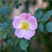 PRE-ORDER: Rosa Canina - Dog Rose - Bare Root Hedging 60-80cm - Pack of 12