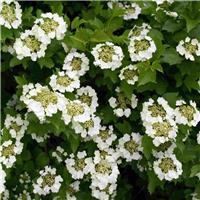 PRE-ORDER: Viburnum Opulus - Snowball Bush - Bare Root Hedging 40-60cm - Pack of 24