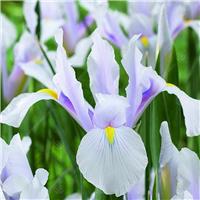 Dutch Iris hollandica Carmen - Pack of 10 Bulbs
