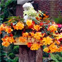 Begonia Cascade Orange
