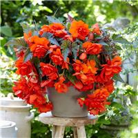 Begonia pendula Orange - Perfect for Tubs and Baskets