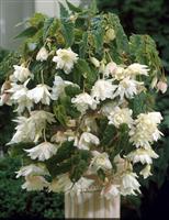 Begonia pendula White - Perfect for Tubs and Baskets