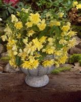 Begonia pendula Yellow - Perfect for Tubs and Baskets