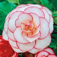 Begonia picotee White - Perfect for Tubs and Baskets