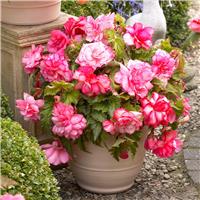 Begonia Pink Balcony - Perfect for Tubs and Baskets