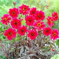 Dahlia Bishop of Canterbury