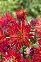 Dahlia Bora Bora