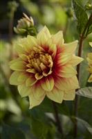Dahlia Dazzling Sun