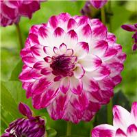 Dahlia Ferncliff Duo