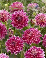 Dahlia Temple of Beauty