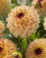 Dahlia Yellow Jill
