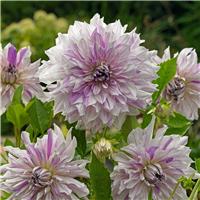 Dahlia Mum's Special